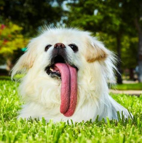 20100916 long-tongue dog.jpg